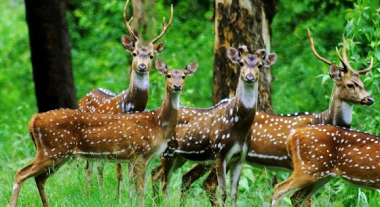 बारनवापारा में निरंतर बढ़ रही है पर्यटकों की संख्या