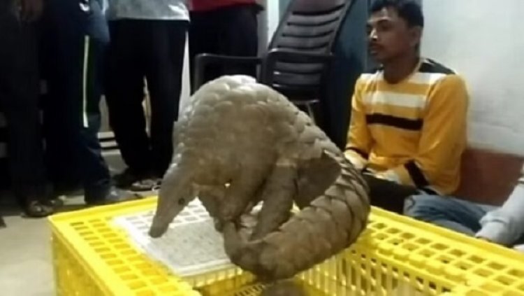 कर रहे थे पैंगोलिन की तस्करी, 3 गिरफ्तार...