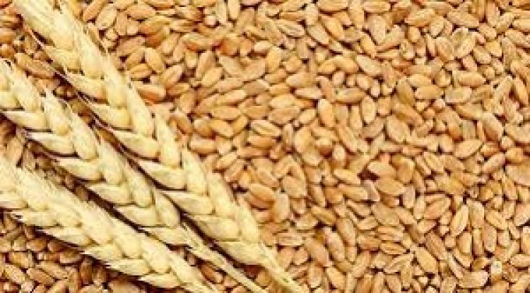 समर्थन मूल्य पर गेहूं बेचने वाले किसानों को कराना होगा अपना पंजीयन