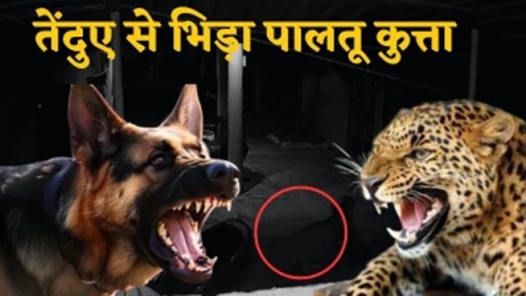 आधी रात घर में घुस रहे तेंदुए से भिड़ गया पालतू कुत्ता