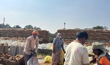 44,606.86 लाख रूपए की लागत से 1,88,127.72 मे. टन धान की हुई खरीदी